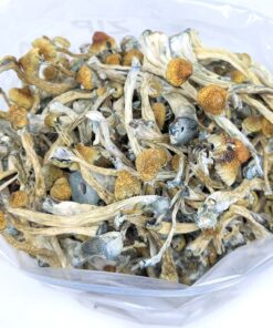Burma mushrooms