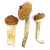 Cyanescens mushroom