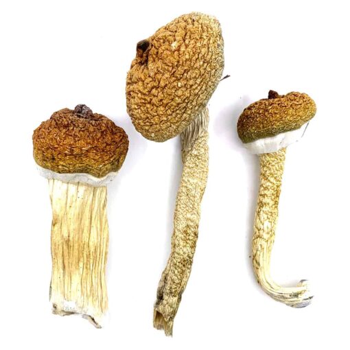 Cyanescens mushroom