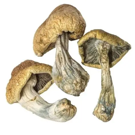 cambodian magic mushrooms - Australia, UK, USA, Germany, EU cambodian magic mushrooms - Australia, UK, USA, Germany, EU