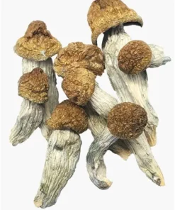 Burma mushrooms