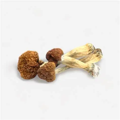 OIP (4) vietnam magic mushrooms