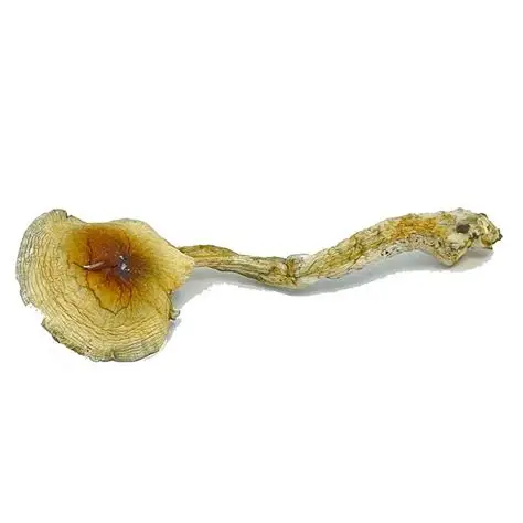 Nepal Chitwan Mushroom - Germany, Australia, UK, USA, Canada Nepal Chitwan Mushroom - Germany, Australia, UK, USA, Canada