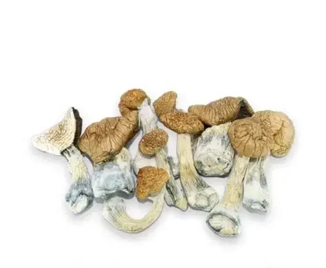 Mazatapec Mushrooms - Germany, Australia, UK, USA & Canada Mazatapec Mushrooms - Germany, Australia, UK, USA & Canada
