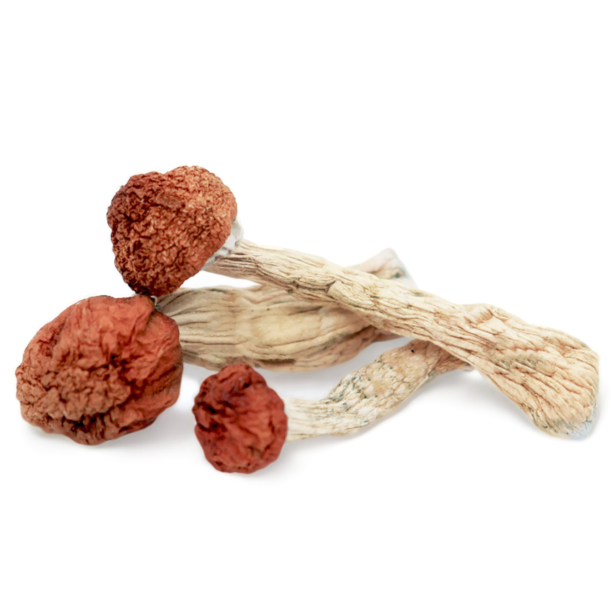 Amazonian magic mushroom Amazonian magic mushroom