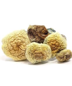 B+ mushroom spores