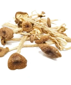 Magic mushrooms mexicana - EU, Australia, UK, USA, Canada