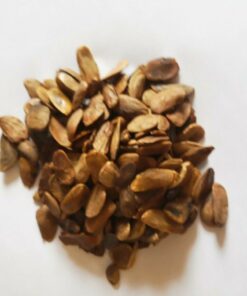 Buy Akuamma Seeds