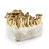 Buy Mazatapec grow kit