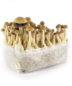 Buy Mazatapec grow kit