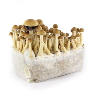 Buy Mazatapec grow kit Buy Mazatapec grow kit