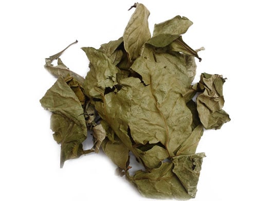 Chacruna Psychotria viridis for sale Chacruna Psychotria viridis for sale