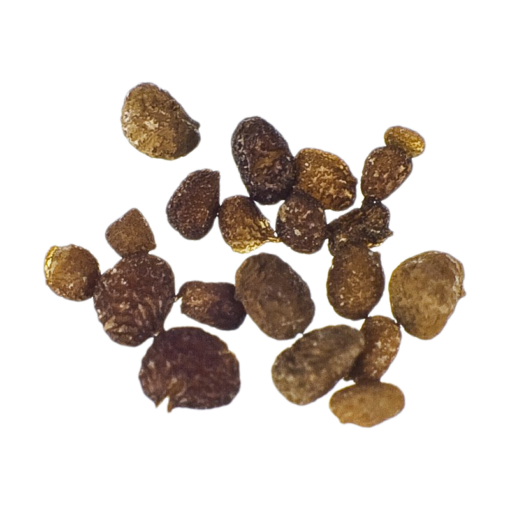 Mapacho | Nicotiana Rustica - Seeds of the Gods