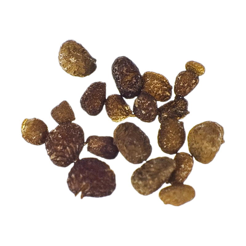 Mapacho | Nicotiana Rustica - Seeds of the Gods Mapacho | Nicotiana Rustica - Seeds of the Gods